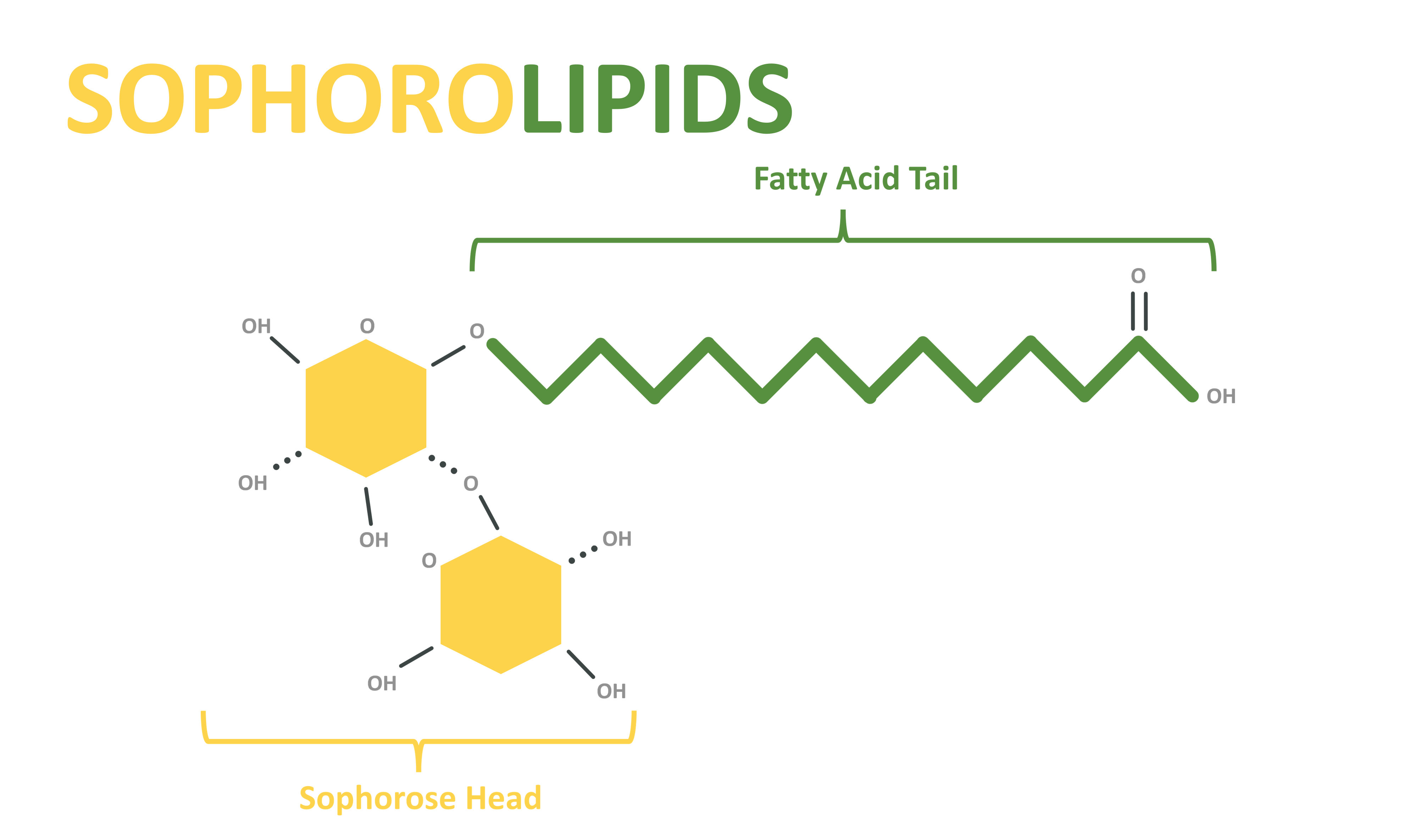 Acidic, or linear, sophorolipid structure.